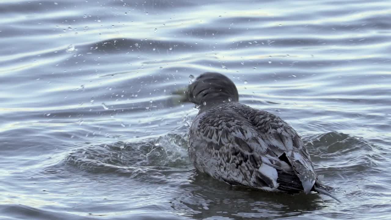 gaviota de olrog juvenil acicalamiento de aves en la costa poco profunda ondulada