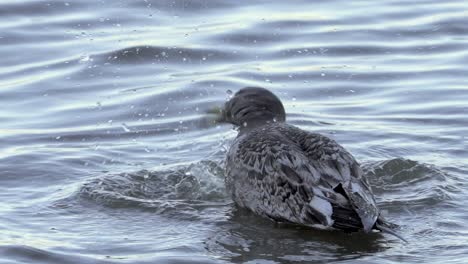 Gaviota-De-Olrog-Juvenil-Acicalamiento-De-Aves-En-La-Costa-Poco-Profunda-Ondulada