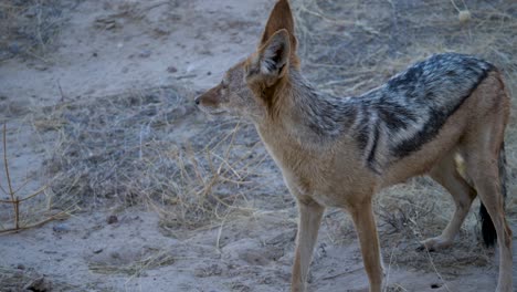 a black backed jackal prowls the arid savannah of south africa