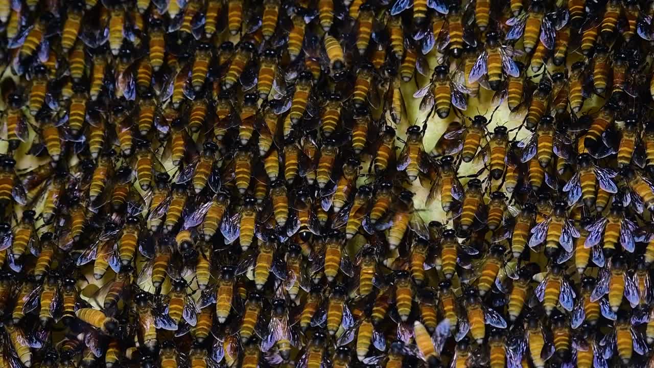 se sabe que las abejas melíferas gigantes construyen grandes colonias de nidos con bolsillos simétricos hechos de cera para almacenar miel como fuente de alimento.