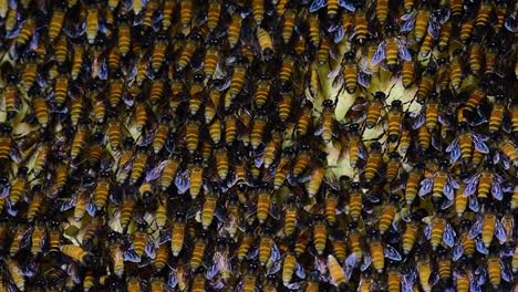 Giant-Honey-Bees-are-known-to-build-large-colonies-of-nest-with-symmetrical-pockets-made-of-wax-for-them-to-store-honey-as-their-food-source