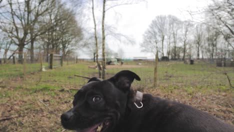 dog looking out in a field