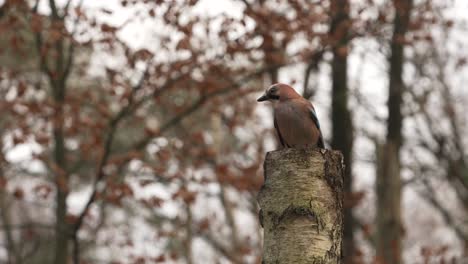 Relaxed-Jay-resting-on-large-tree-stump-in-golden-autumn-color-surroundings