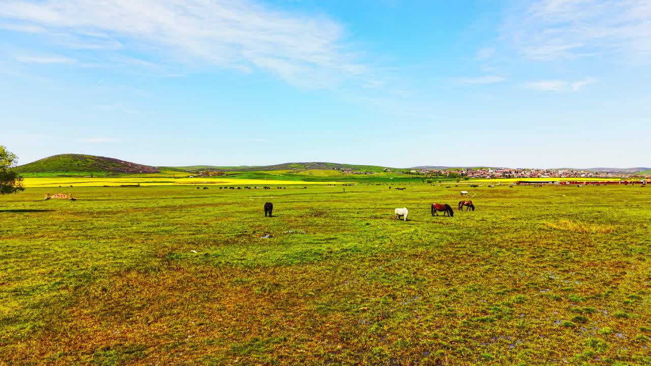 Uma manada de cavalos em um vasto campo verde, com uma única árvore, colinas e uma pequena vila ao fundo. Sob a luz do dia brilhante e um céu azul límpido, os cavalos pastam tranquilamente na pastagem verde.