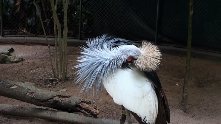 Gru coronata africana, specie di uccello in via di estinzione, mentre si pulisce