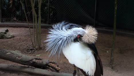 African-crowned-crane,-endangered-bird-specie,-doing-self-cleansing