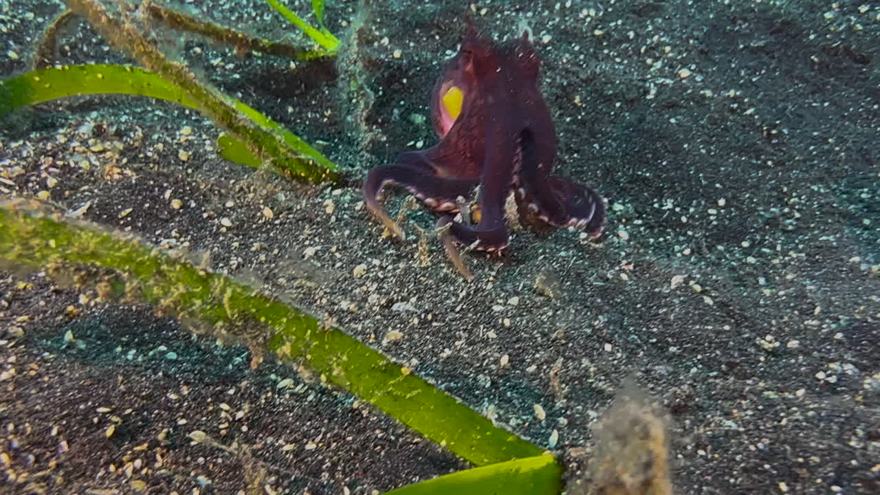 흥분 된 코코 ⁇  문어는 촉수 를 이용 하여 주변 환경 을 조사 한다