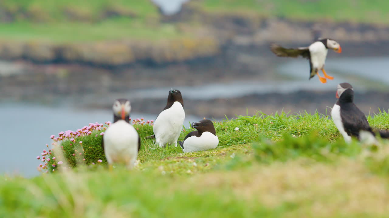 razorbill 커플과 puffins 주변, 땅에 착륙 한