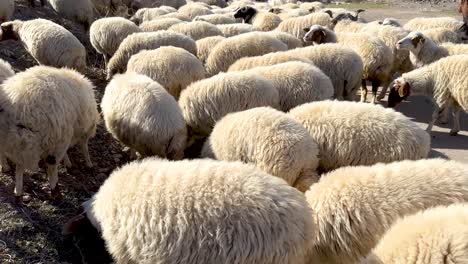 Schafe-Weiden-An-Einem-Sonnigen-Tag.-Hirte-Hütet-Vieh-Im-Iran.-Persische-Kultur-Der-Einheimischen-In-Der-Bergwaldlandschaft.-Natürliches-Leben.-Natur.-Tierwolle.-Fell-In-Ländlicher-Dorflandschaft