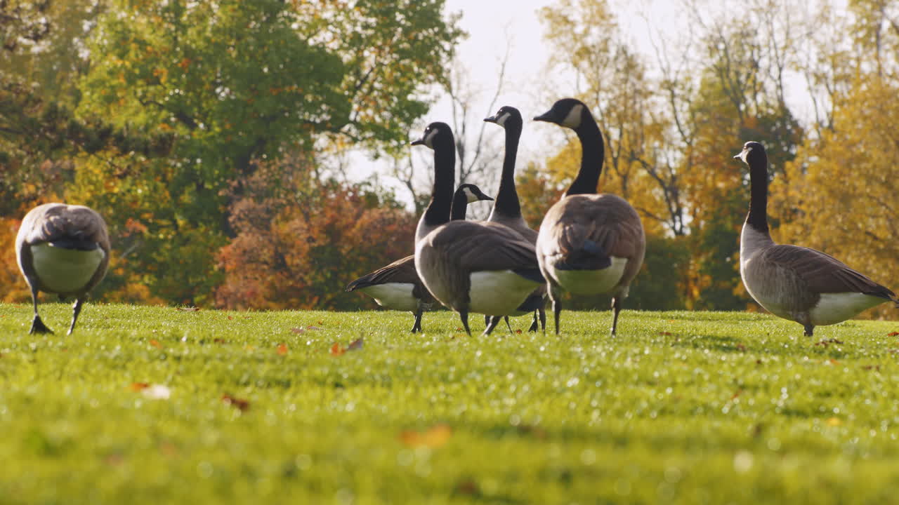 기러기 떼가 해질녘 푸른 초원을 걷고 있다 7