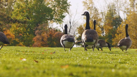 a flock of geese walk in a green meadow at sunset 7