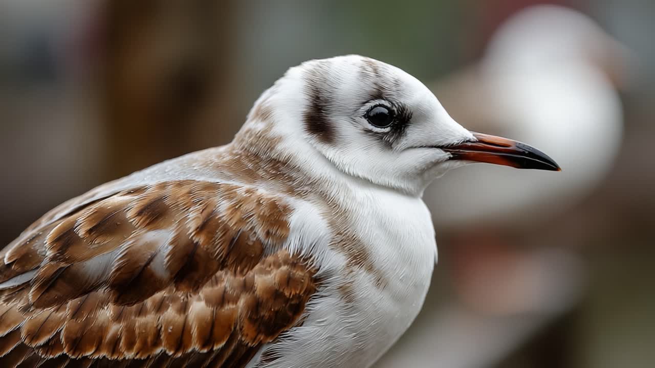 Un primo piano di un uccello marrone e bianco con piumaggio distintivo, ripreso sotto una pioggia leggera in un ambiente naturale, che mostra le sue caratteristiche uniche e i suoi occhi espressivi