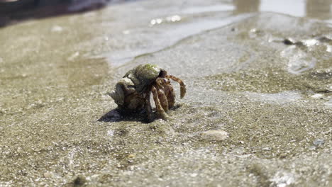 small hermit crab slowly crawling and cleaning itself, with people watching on a wet sandy beach