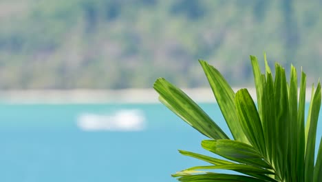 palm leaves gently sway with a blurred ocean and distant boats in the background, captured in phuket, thailand