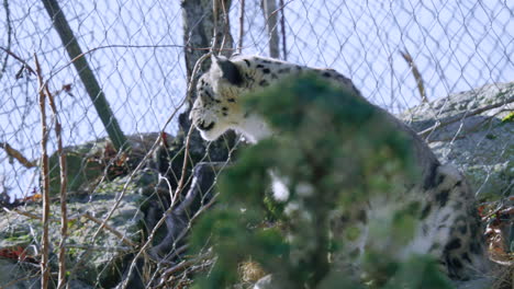 Snow-leopard-at-zoo-rubs-face-against-fence