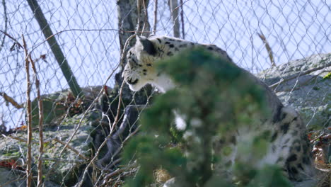el leopardo de nieve en el zoológico se frota la cara contra la valla
