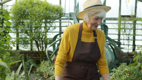smiling elderly gardener in a greenhouse
