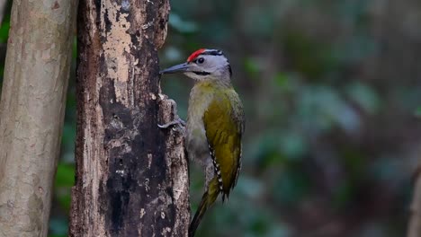 el pájaro carpintero de cabeza gris también se llama pájaro carpintero de cara gris se encuentra en muchos parques nacionales en tailandia y es muy particular en la elección de su hábitat para que prospere