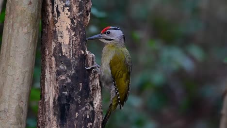 the grey-headed woodpecker is also called the grey-faced woodpecker is found in a lot of national parks in thailand and it is very particular in choosing its habitat in order for it to thrive