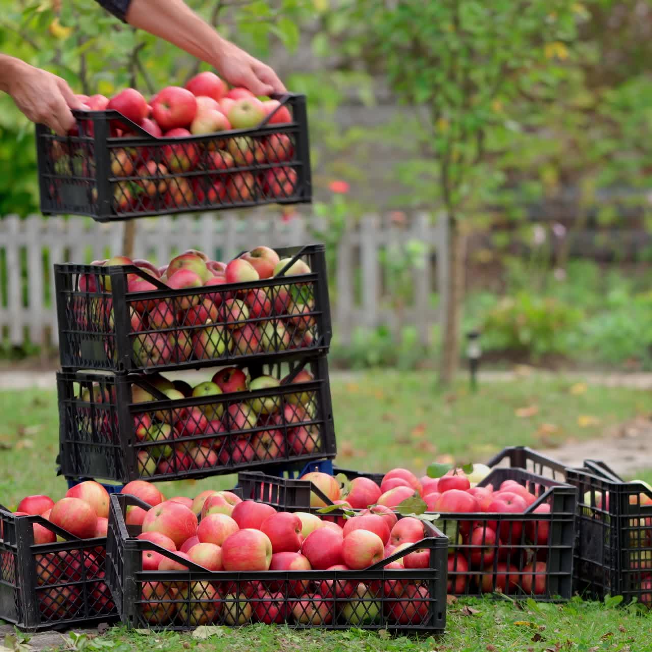 Ripe juicy red apples lie in a wooden box in the garden. Summer sunny day in the fruit garden. Man puts box with freshly picked apples