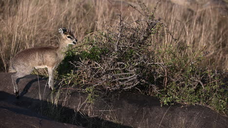 klipspringer comiendo de un pequeño arbusto alrededor de las rocas
