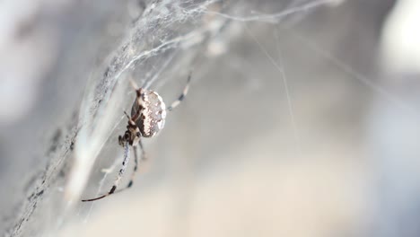 Araña-Tejedora-De-Orbes-Sentada-Sobre-Piedra-Y-Telaraña