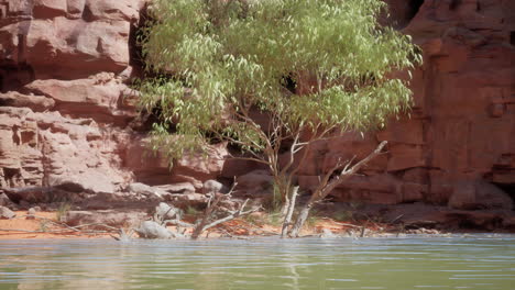 red rock canyon with willow tree and water