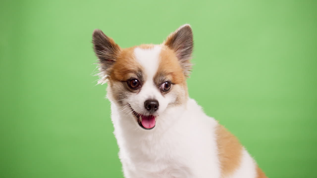 retrato del lindo cachorro esponjoso de pomeranian spitz