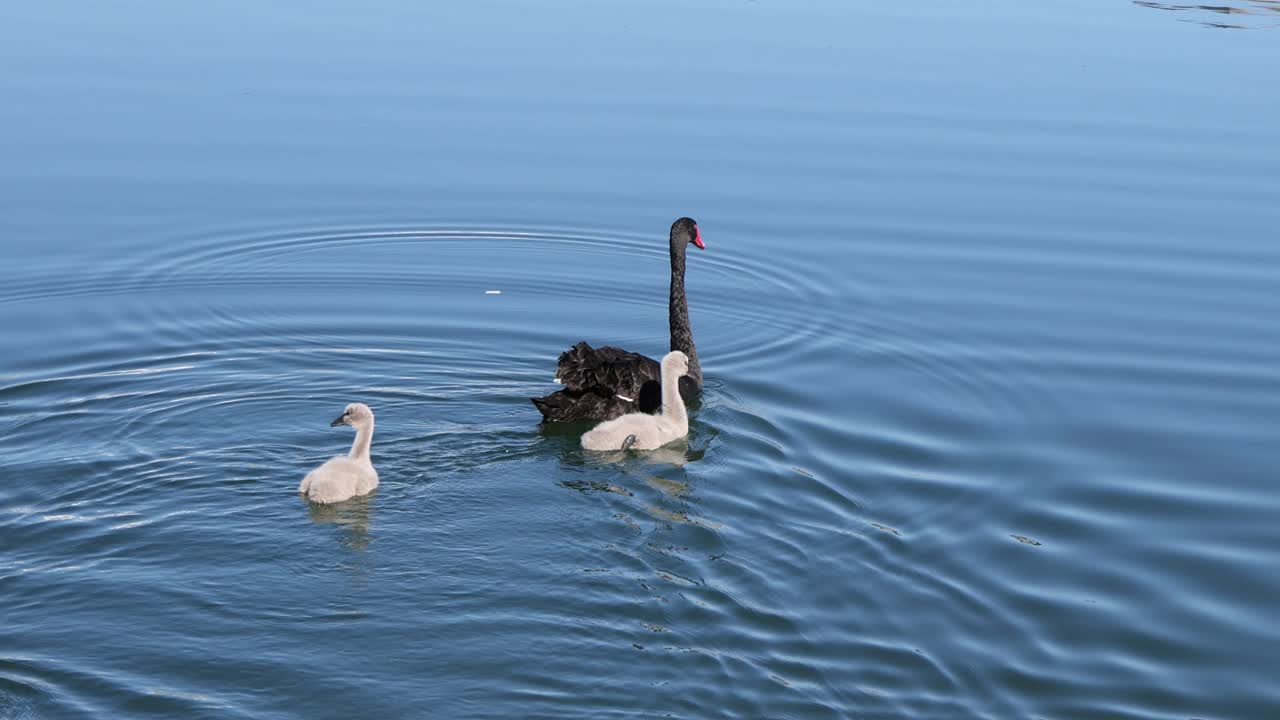 el cisne negro alimenta a los cisnes en aguas azules y tranquilas.