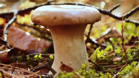 mushroom boletus in a sunny forest.