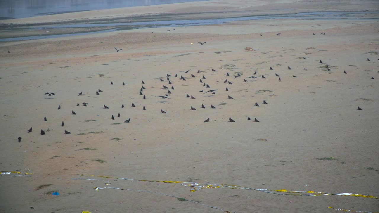 Milanos negros en el río vacío. Basura en el río