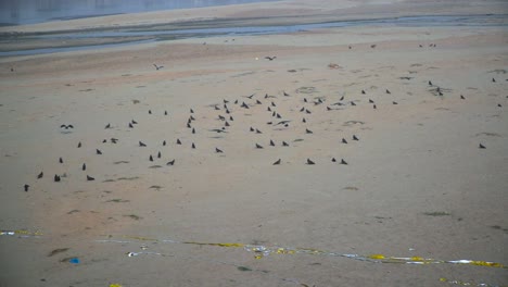 Cometas-Negras-En-El-Río-Vacío,-Basura-En-El-Río