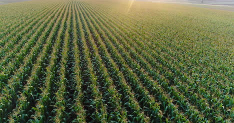 Aerial-View-Of-Growing-Corn-On-Agriculture-Field-1