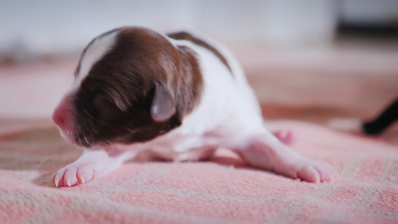 cachorro indefenso recién nacido
