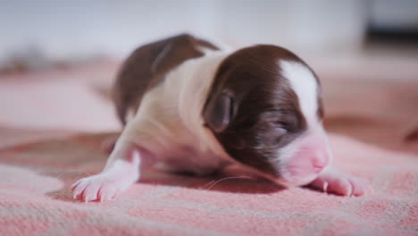 newborn defenseless puppy