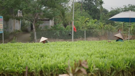 vietnamese farmers working in a field