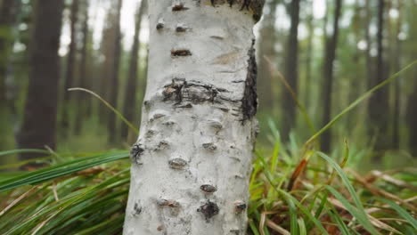 white birch trunk surrounded by long blades of grass