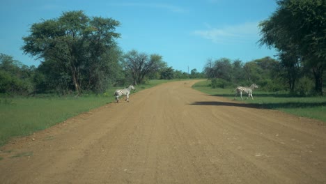 Pan-shot-of-Two-African-Zebras-Crossing-a-Dirt-Road-during-Roadtrip
