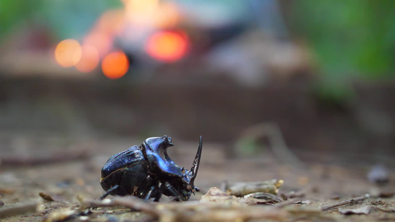 프랑스 기아나의 배경에 연료를 가진 파란 코소 정벌레