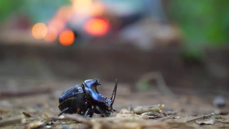 close up blue rhinoceros beetle with firewood in background french guiana