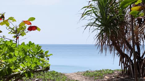 a tranquil beach scene with vibrant plants and calm ocean, captured in bright daylight