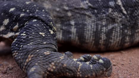 black throated monitor lizard foot and skin details closeup rising to back slomo