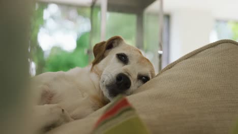 video de un perro de raza mixta acostado en el sofá en casa