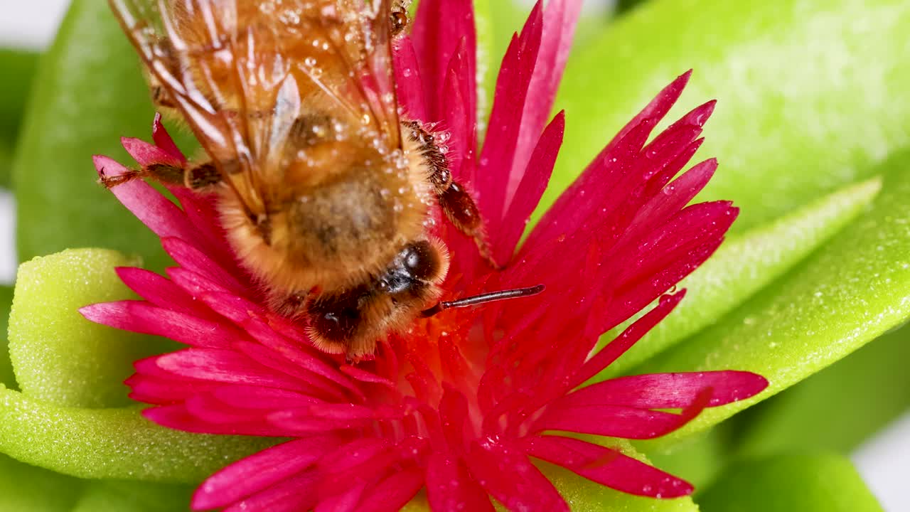 Macro video of a honeybee interacting with a bright pink flower, highlighting intricate details and vibrant colors in a natural setting