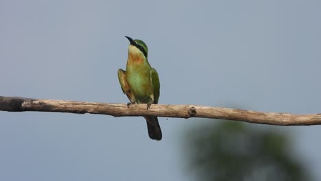 bee-eater in pond area