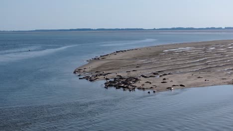 focas descansando en una playa de arena en el estuario