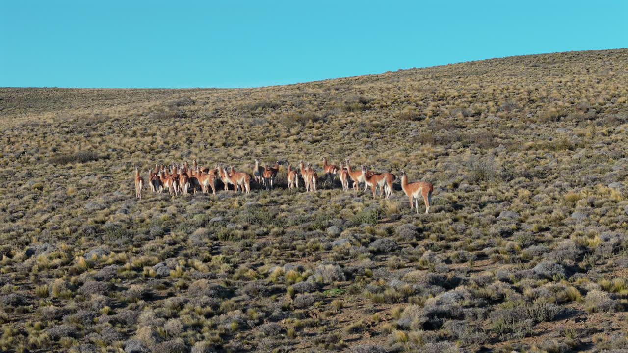 Guanacos llama herd on a hill. Slow motion drone circling around. Patagonia Argentina.