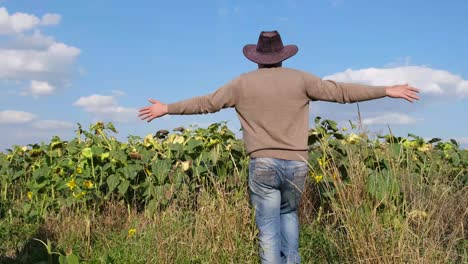 a young farmer walks on his sunflower field and examines the plants with his arms outstretched a young farmer walks on his sunflower field and examines the plants with his arms outstretched an agricultural worker rejoices in the harvest sunflower plantation