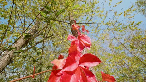 autumn forest, gimbal walk