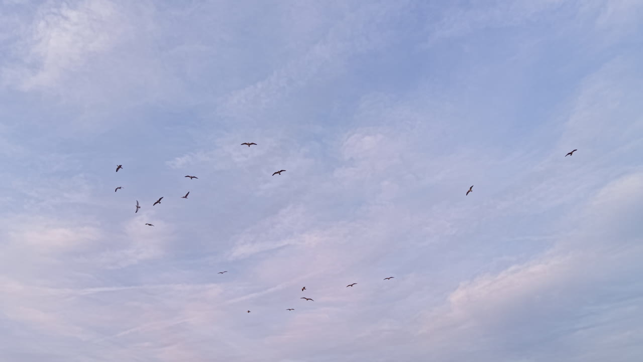 Soaring birds fill the sky as evening light casts a gentle glow over the serene landscape along the coast